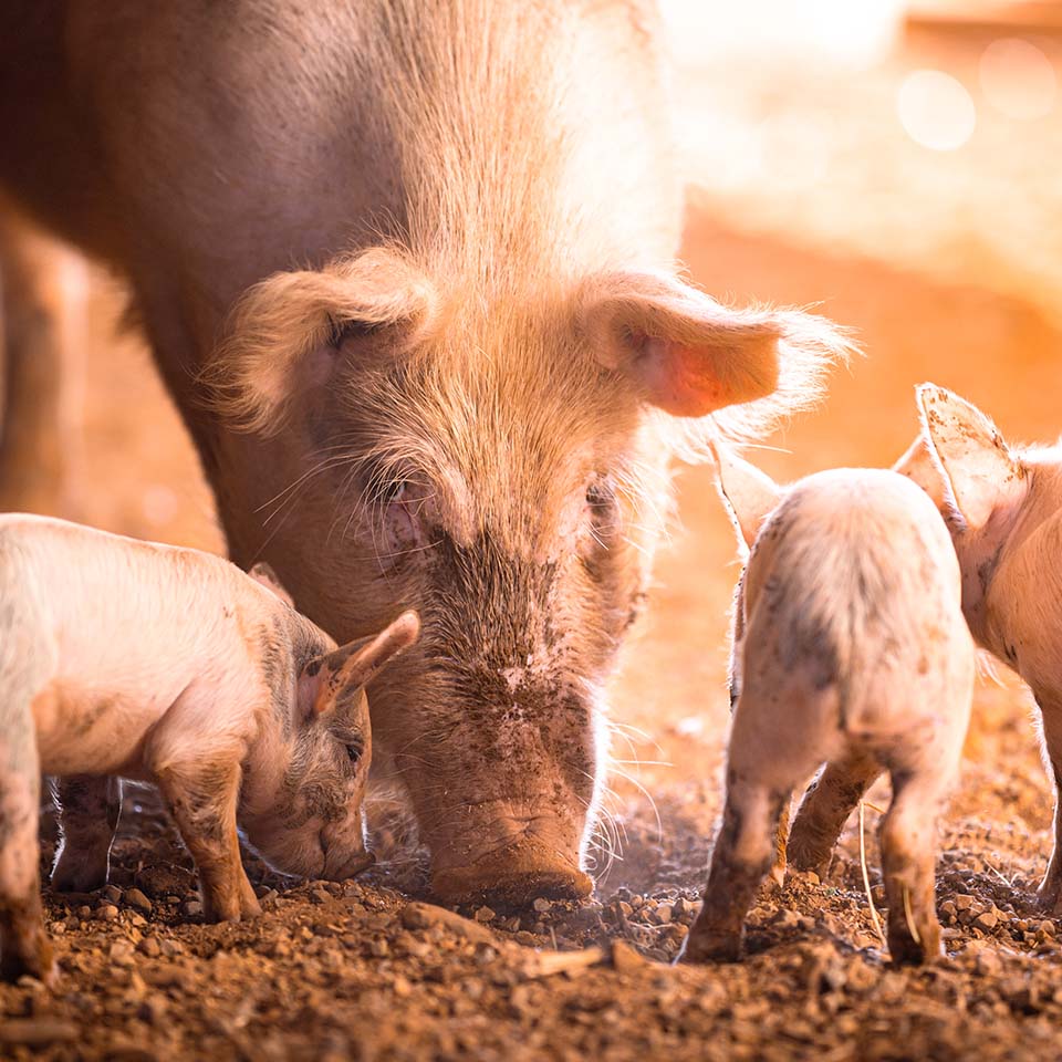WAN-home-pigs-1.0